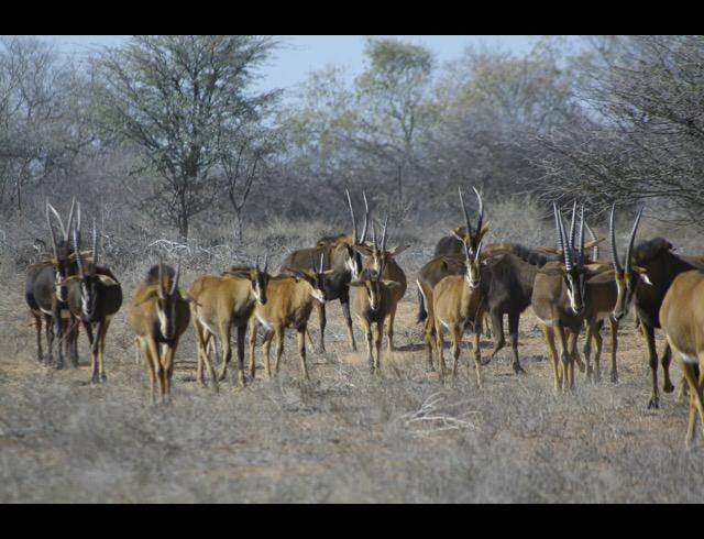 FARM FOR SALE IN MOPANE